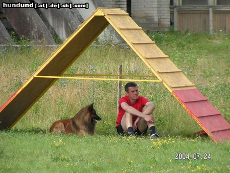 Tervueren Hunde Foto 17539 in höherer Auflösung ansehen Tervueren Agility
