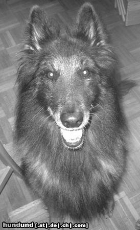 Tervueren Hunde Foto 17272 in höherer Auflösung ansehen Tervueren Act Rocky Gamine Of The Source Of Joy