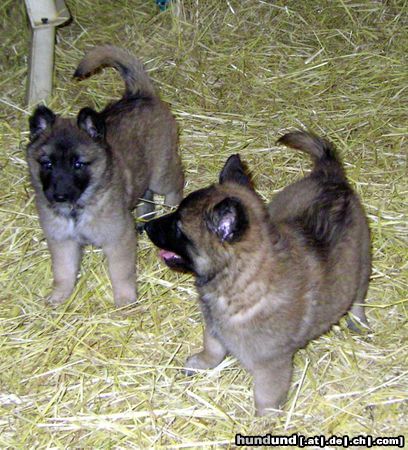 Tervueren Hunde Foto 16047 in höherer Auflösung ansehen Tervueren Taiga und Tracy von den Himmelhunden – Na komm lass uns spielen