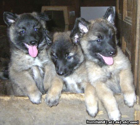 Tervueren Hunde Foto 16048 in höherer Auflösung ansehen Tervueren Tinka, Tosca und Taiga von den Himmelhunden - Wo bleibt unser Frühstück?