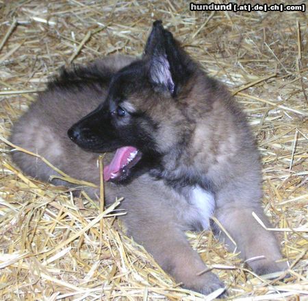 Tervueren Hunde Foto 16052 Tervueren Tracy von den Himmelhunden – Was machen denn meine Geschwister da drüben schon wieder?