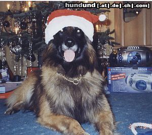 Tervueren Hunde Foto 8104 Tervueren Weihnachten bei Devil