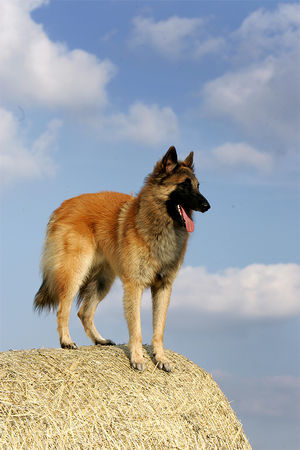 Tervueren Mein kleiner Tervueren auf Strohrad hat die besten Aussichten