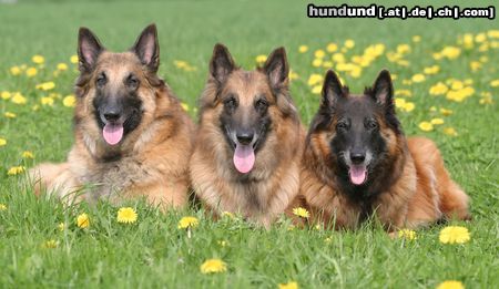 Tervueren Hunde Foto 16926 Tervueren Meine 3 Belgier Nico, Kira und Gipsy van de Lamar