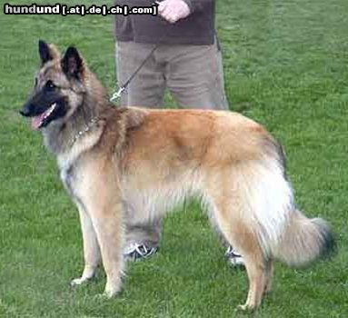 Tervueren Hunde Foto 20976 in höherer Auflösung ansehen Tervueren Wrocław 2005