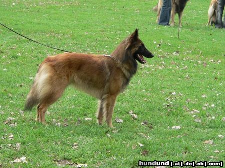 Tervueren Hunde Foto 20975 in höherer Auflösung ansehen Tervueren Wrocław 2005