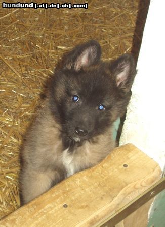 Tervueren Hunde Foto 16869 Tervueren Hallo ist da jemend der mich nicht als Weinachtgeschenk haben will!