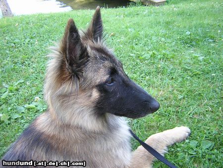 Tervueren Hunde Foto 18682 Tervueren Celine of Royal Belgian