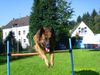 Tervueren Hund