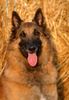 Tervueren Foto: Nico-Jerry-Lee van de Lamar geb. 11.01.01 kastr. Rüde ein Traumhun, verschmust verträgt sich mit Katzen, Kaninchen und spielt am liebsten mit der 10 Jahre alten Tervueren-Dame Gipsy (ID 16927) Tervueren Hund