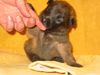 Tervueren Foto: Kleine Tervueren (ID 3257) Tervueren Hund