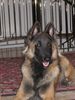 Tervueren Foto: Curran du Domaine de l' Avenir (ID 17036) Tervueren Hund