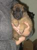 Tervueren Foto: Kleine Tervueren (ID 3139) Tervueren Hund