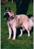 Tervueren Foto: Shanti op show (ID 7085) Tervueren Hund