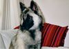 Tervueren Foto: Ashanti (ID 7084) Tervueren Hund