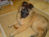 Tervueren Foto: Caplan von Lucy's Hof (ID 6723) Tervueren Hund