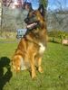 Tervueren Foto: Jack (ID 44387) Tervueren Hund