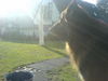 Tervueren Foto: Jack (ID 44388) Tervueren Hund