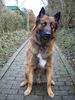 Tervueren Foto (ID 43923) Tervueren Hund