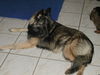 Tervueren Foto: Joy (Zucht mit Mac, Mischlinge Altd. Schäfer x Tervueren) (ID 26457) Tervueren Hund