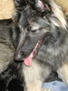 Tervueren Foto: Joy 1 1/2 Jahre (ID 26516) Tervueren Hund