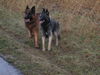 Tervueren Foto: Joy (Zucht mit Mac, Mischlinge Altd. Schäfer x Tervueren) (ID 26479) Tervueren Hund