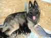 Tervueren Foto: Joy 1 1/2 Jahre (ID 26515) Tervueren Hund