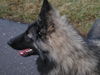 Tervueren Foto: Joy (Zucht mit Mac, Mischlinge Altd. Schäfer x Tervueren) (ID 26458) Tervueren Hund