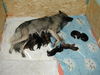Tervueren Foto: Joy (Zucht mit Mac, Mischlinge Altd. Schäfer x Tervueren) (ID 26459) Tervueren Hund