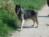 Tervueren Foto: Joy (Zucht mit Mac, Mischlinge Altd. Schäfer x Tervueren) (ID 26460) Tervueren Hund