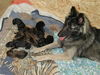 Tervueren Foto: Joy (Zucht mit Mac, Mischlinge Altd. Schäfer x Tervueren) (ID 26461) Tervueren Hund