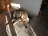 Tervueren Foto: Joy (Zucht mit Mac, Mischlinge Altd. Schäfer x Tervueren) (ID 26462) Tervueren Hund