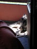 Tervueren Foto: Joy (Zucht mit Mac, Mischlinge Altd. Schäfer x Tervueren) (ID 26463) Tervueren Hund