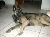 Tervueren Foto: Joy (Zucht mit Mac, Mischlinge Altd. Schäfer x Tervueren) (ID 26464) Tervueren Hund
