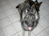 Tervueren Foto: Joy (Zucht mit Mac, Mischlinge Altd. Schäfer x Tervueren) (ID 26465) Tervueren Hund