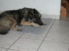 Tervueren Foto: Joy (Zucht mit Mac, Mischlinge Altd. Schäfer x Tervueren) (ID 26466) Tervueren Hund