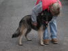 Tervueren Foto: Joy (Zucht mit Mac, Mischlinge Altd. Schäfer x Tervueren) (ID 26467) Tervueren Hund