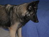 Tervueren Foto: Joy (Zucht mit Mac, Mischlinge Altd. Schäfer x Tervueren) (ID 26468) Tervueren Hund