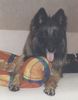 Tervueren Foto: Devil von Eitzum (ID 5478) Tervueren Hund