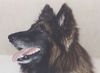 Tervueren Foto: Devil von Eitzum (ID 5480) Tervueren Hund