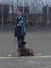 Tervueren Foto: Es macht Spass zu arbeiten (ID 3055) Tervueren Hund
