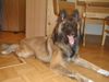 Tervueren Foto: B.J. erwartet sein Futter (ID 3495) Tervueren Hund