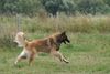 Tervueren Foto: laufend (ID 23685) Tervueren Hund