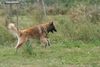 Tervueren Foto: ich will fliegen (ID 23686) Tervueren Hund