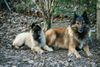 Tervueren Foto: Alexa mit Tochter Perle v.d.Waldfeenhöhe (ID 5265) Tervueren Hund
