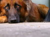 Tervueren Foto: Jack (ID 27448) Tervueren Hund