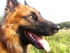Tervueren Foto: Jack (ID 27449) Tervueren Hund
