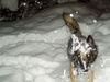 Tervueren Foto: Schnee ist tollll!!! (ID 7491) Tervueren Hund