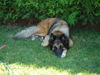 Tervueren Foto: Nach dem Grillen, muss ich rasten (ID 27343) Tervueren Hund