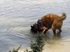 Tervueren Foto: Baden ist schön (ID 5753) Tervueren Hund